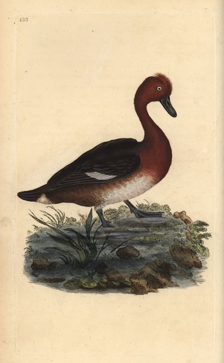 Vaskacsa, Aythya nyroca. Kézzel színezett rézlemez, amelyet Edward Donovan rajzolt és metszett a saját „Britan madarak természettörténetéből” (1794-1819). Edward Donovan (1768-1837) angol-ír amatőr zoológus, író, művész és metsző. Írt alkotó: Edward Donovan