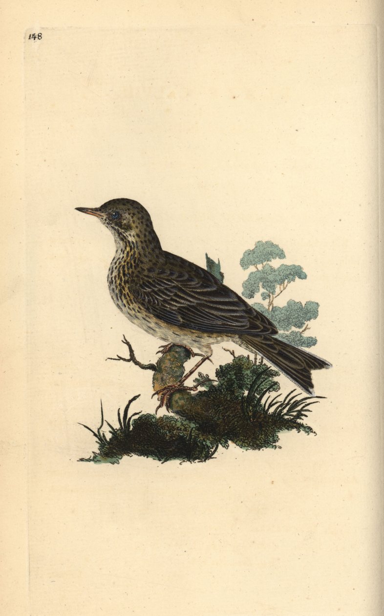 Mezei pacsirta, Alauda minor (vagy Tree pipit, Anthus trivialis?). Kézi színű rézlemez, amelyet Edward Donovan rajzolt és metszett a saját Londoni „British Birds természettörténetéből” alkotó: Edward Donovan