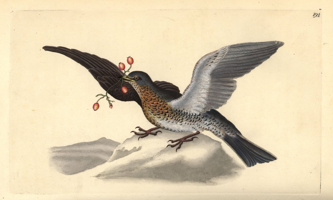 Fieldfare, Turdus pilaris. Kézi színű rézlemez, amelyet Edward Donovan rajzolt és metszett a saját Londoni „British Birds természettörténetéből” alkotó: Edward Donovan