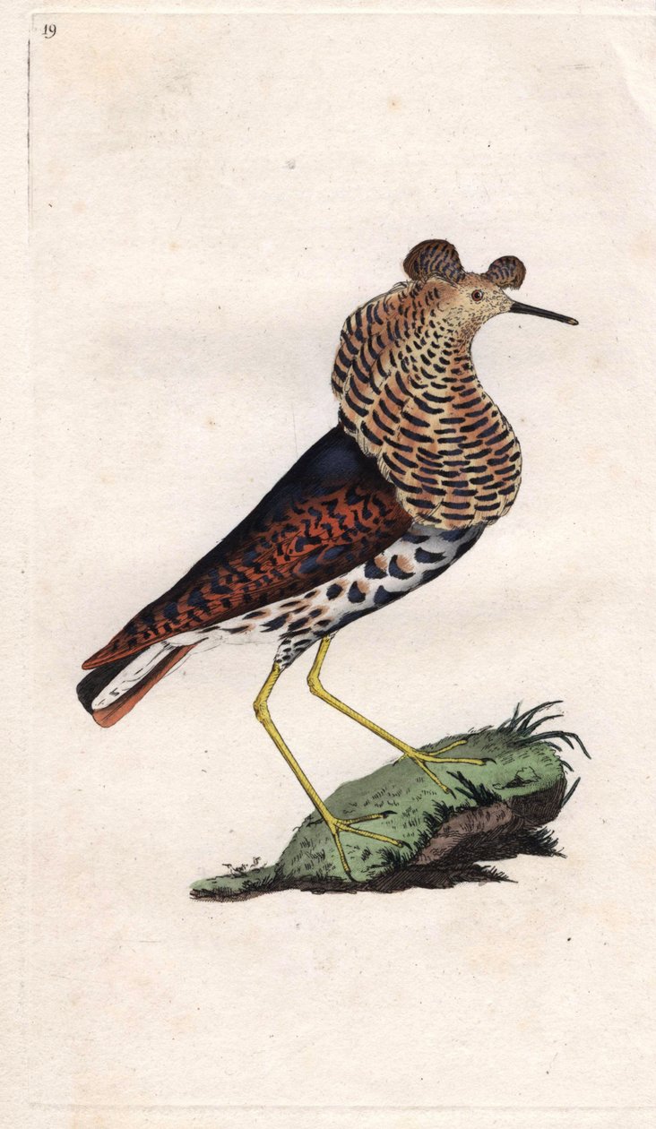 A harcos változó. Philomachus pugnax (Tringa pugnax). Edward Donovan (1768-1837) rézmetsze, megjelent a Natural History of British Birds, Londonban alkotó: Edward Donovan