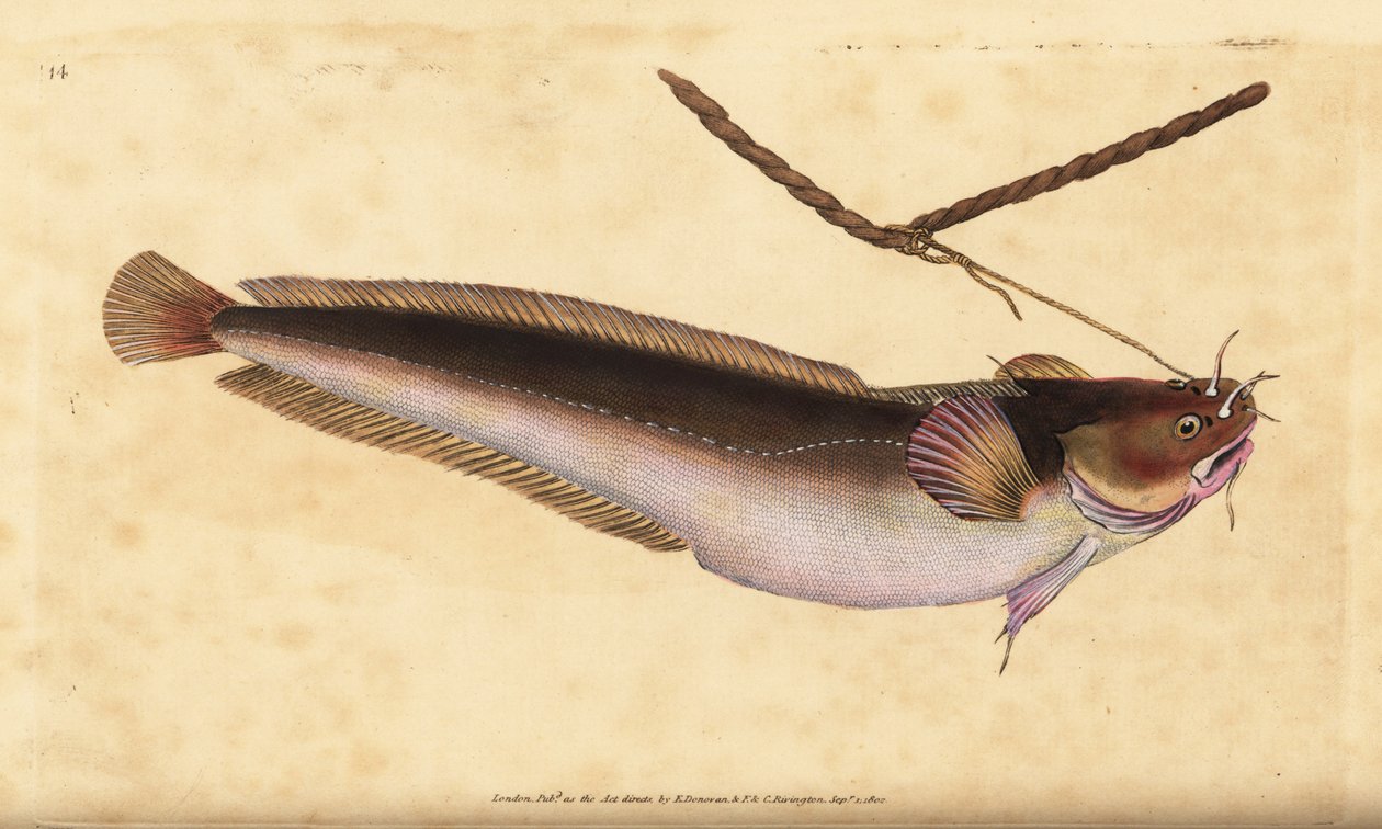 Ötszakállú ringató, Ciliata mustela (Ötszakállú tőkehal, Gadus mustela). Kézzel színezett rézlemez, amelyet Edward Donovan rajzolt és metszett a British Fishes, Donovan and F.C. Natural History of British Fishes című művéből. és J. Rivington, London alkotó: Edward Donovan