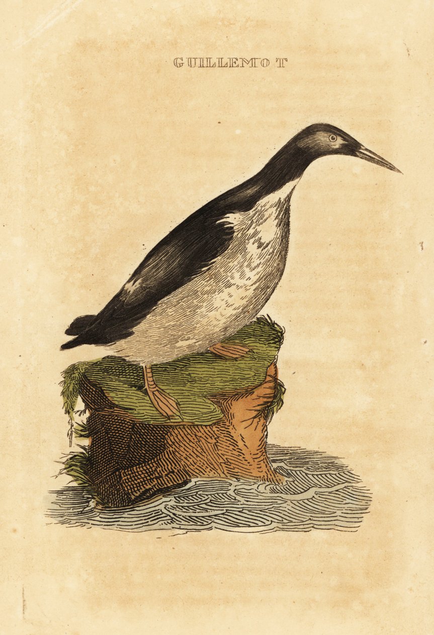 Bolond guillemot, Uria alga alkotó: Edward Donovan