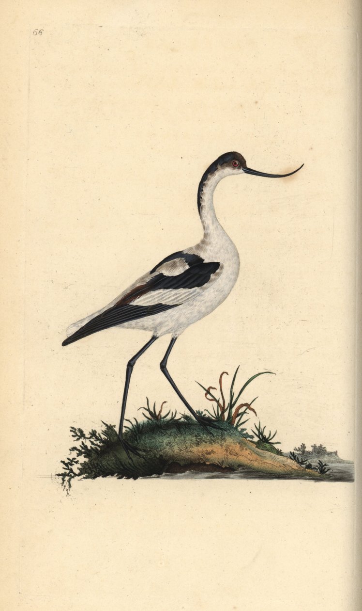 Foot avocet, Recurvirostra avocetta. Kézi színű rézlemez, amelyet Edward Donovan rajzolt és metszett a saját Londoni „British Birds természettörténetéből” alkotó: Edward Donovan