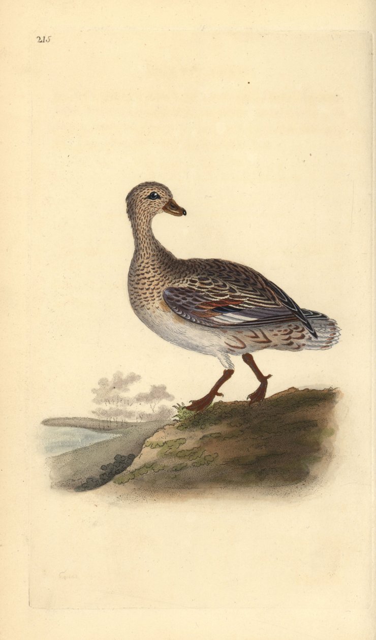 Gadwall (nőstény), Anas strepera. Kézi színű rézlemez, amelyet Edward Donovan rajzolt és metszett a saját Londoni „British Birds természettörténetéből” alkotó: Edward Donovan