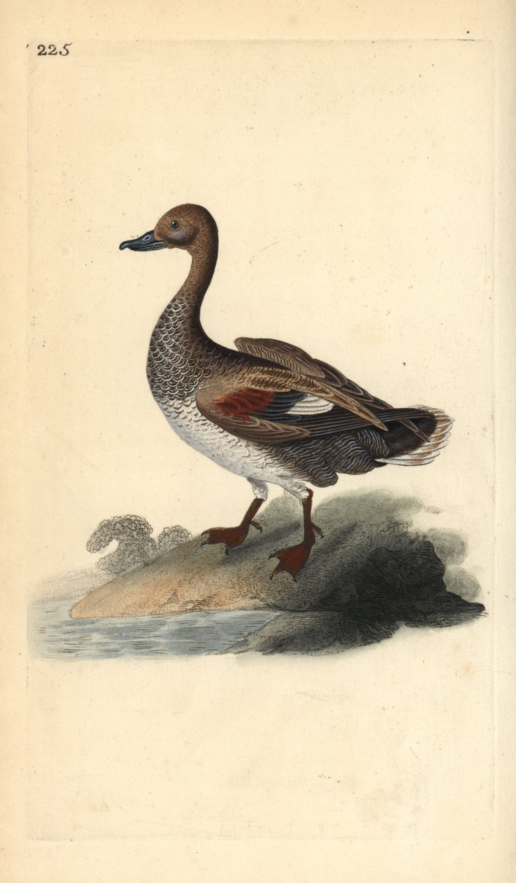 Gadwall (férfi), Anas strepera. Kézi színű rézlemez, amelyet Edward Donovan rajzolt és metszett a saját Londoni „British Birds természettörténetéből” alkotó: Edward Donovan