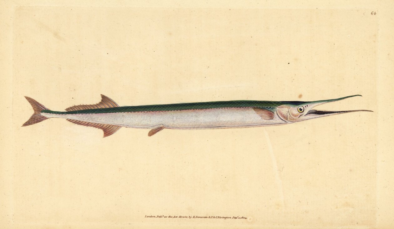 Garfish vagy tengeri tű, Belone belone (Sea pike or gar-fish, Esox belone). Kézzel színezett rézlemez, amelyet Edward Donovan rajzolt és metszett a British Fishes, Donovan and F.C. Natural History of British Fishes című művéből. és J. Rivington, London alkotó: Edward Donovan