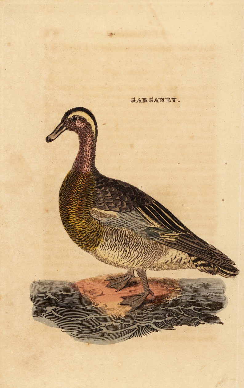 Garganey, Spatula querquedula, kis kacsa alkotó: Edward Donovan