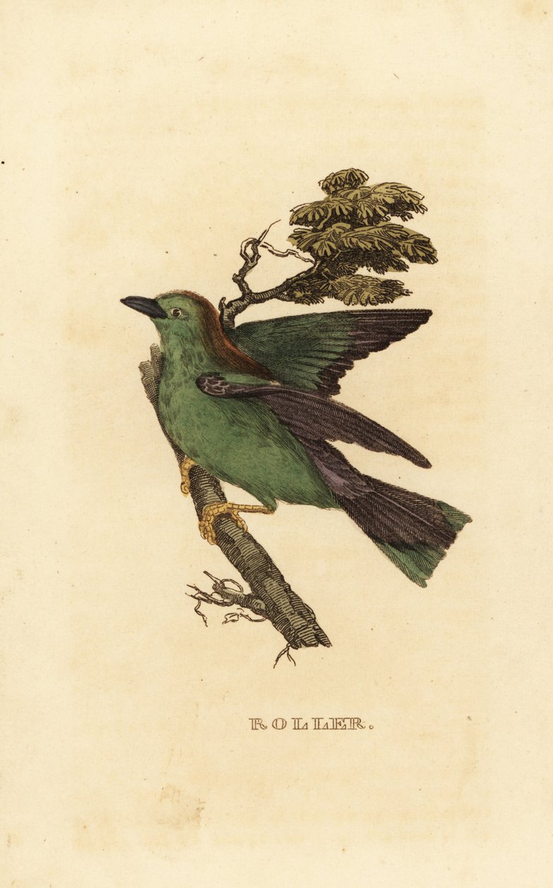 Garrulous henger vagy európai henger, Coracias garrulus alkotó: Edward Donovan