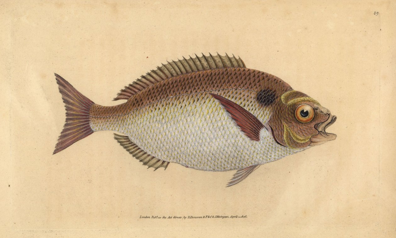 Aranyfejű keszeg vagy aranyozott fejű, Sparus aurata. Kézzel színezett rézlemez, amelyet Edward Donovan rajzolt és metszett a British Fishes, Donovan and F.C. Natural History of British Fishes című művéből. és J. Rivington, London alkotó: Edward Donovan