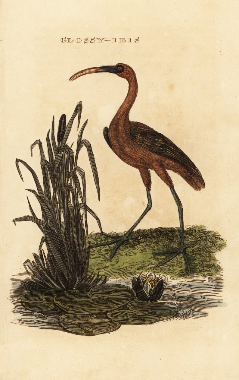 Fényes bagoly, Fényes falcinellus alkotó: Edward Donovan