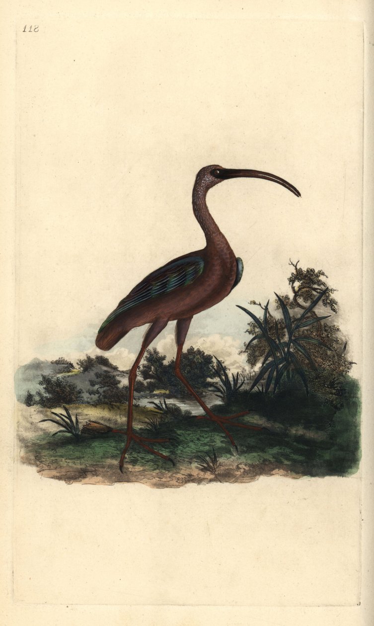 Fényes íbisz, Plegadis falcinellus. Kézi színű rézlemez, amelyet Edward Donovan rajzolt és metszett a saját Londoni „British Birds természettörténetéből” alkotó: Edward Donovan