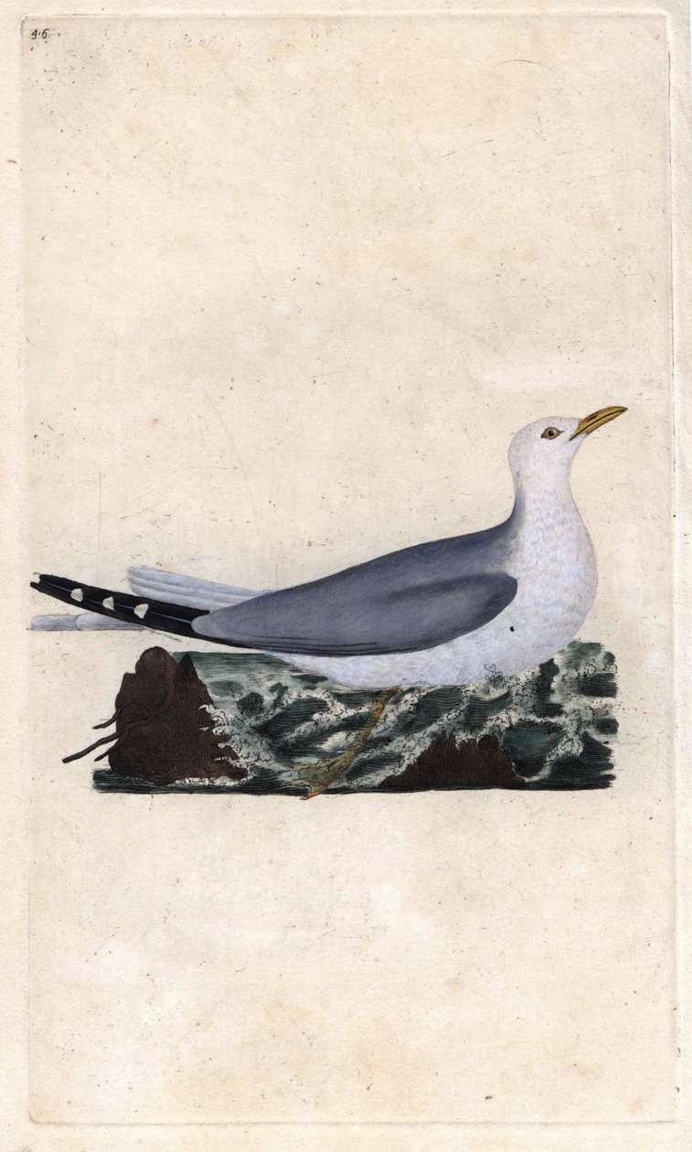 Goeland hamu. Larus canus. Edward Donovan (1768-1837) rézmetsze, megjelent a Natural History of British Birds, Londonban alkotó: Edward Donovan
