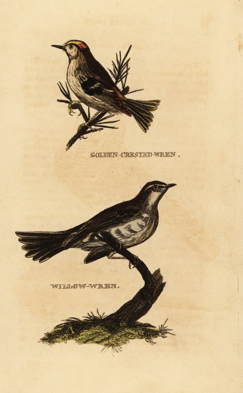 Aranypehely, Regulus regulus és fűzfa poszáta, Phylloscopus trochilus alkotó: Edward Donovan