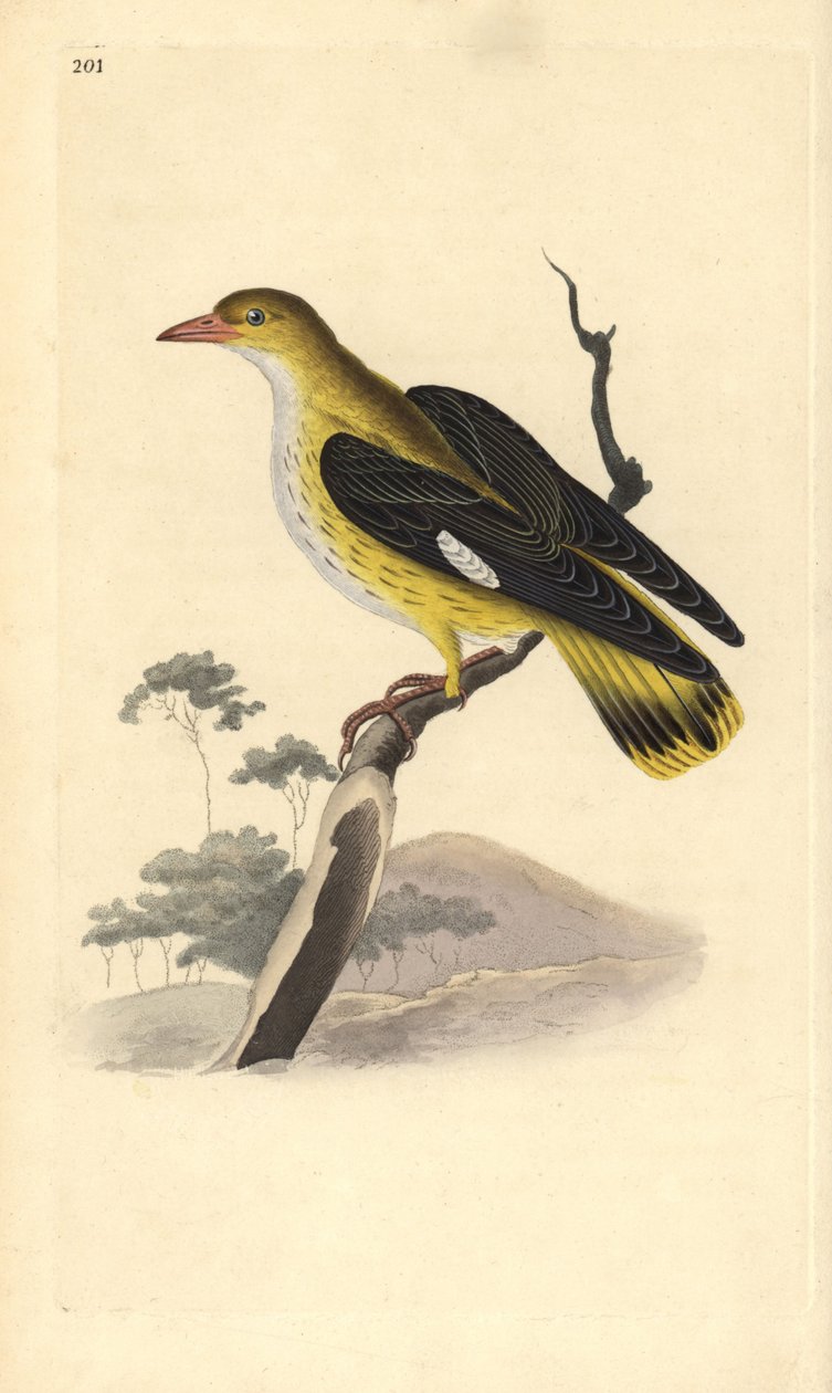 Arany oriole (nőstény), Oriolus oriolus. Kézi színű rézlemez, amelyet Edward Donovan rajzolt és metszett a saját Londoni „British Birds természettörténetéből” alkotó: Edward Donovan