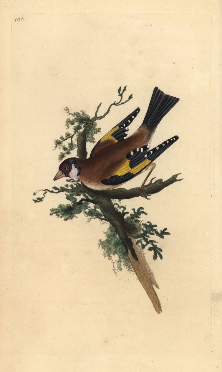 Aranypinty, Carduelis carduelis. Kézi színű rézlemez, amelyet Edward Donovan rajzolt és metszett a saját Londoni „British Birds természettörténetéből” alkotó: Edward Donovan
