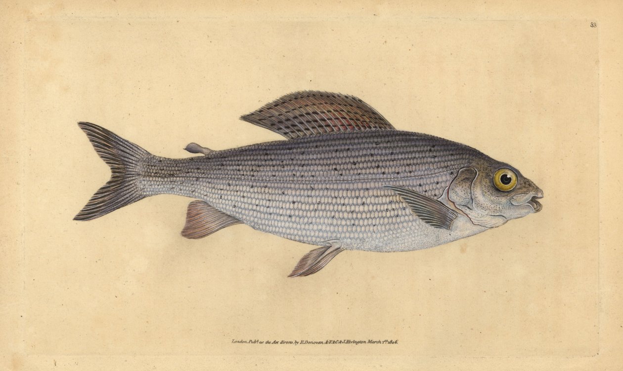 Szürke, Thymallus thymallus (Salmo thymallus). Kézzel színezett rézlemez, amelyet Edward Donovan rajzolt és metszett a British Fishes, Donovan and F.C. Natural History of British Fishes című művéből. és J. Rivington, London alkotó: Edward Donovan