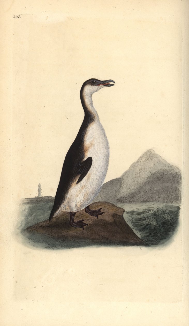 Nagy akuka, Pinguinus impennis, amelyet a tojásgyűjtők 1844-ben a kihalásig vadásztak. Edward Donovan által rajzolt és metszett, kézzel festett rézlemez a londoni „Natural History of British Birds” című művéből. alkotó: Edward Donovan