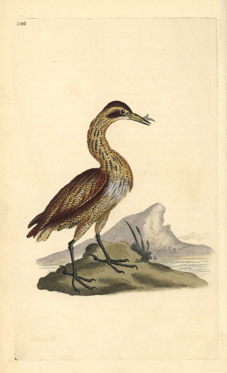 Nagy keserű, Botaurus stellaris. Kézi színű rézlemez, amelyet Edward Donovan rajzolt és metszett a saját Londoni „British Birds természettörténetéből” alkotó: Edward Donovan