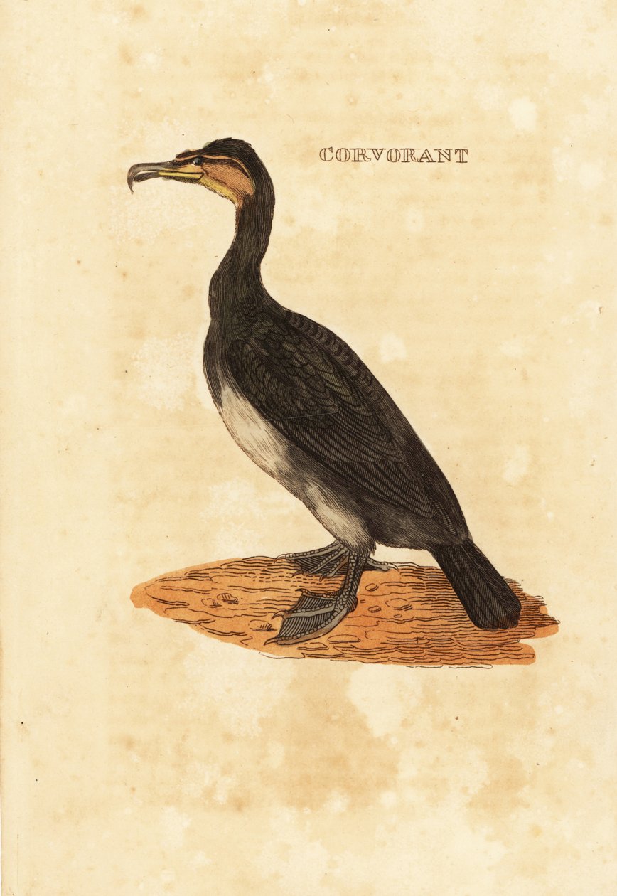 Nagy kárókatona, Phalacrocorax carbo alkotó: Edward Donovan