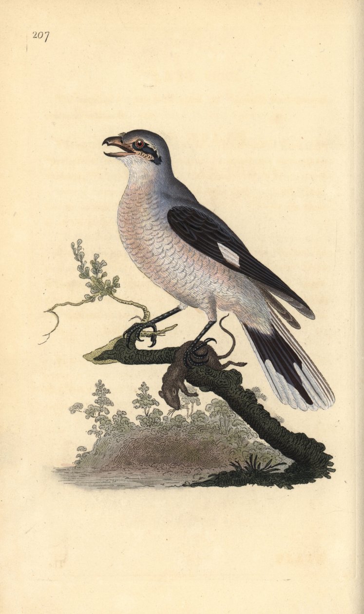 Szürke cickány (nőstény), Lanius excubitor. Kézi színű rézlemez, amelyet Edward Donovan rajzolt és metszett a saját Londoni „British Birds természettörténetéből” alkotó: Edward Donovan