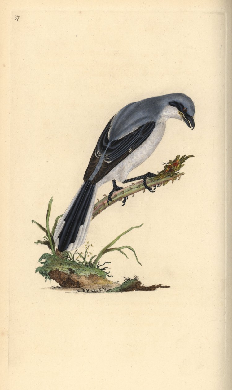 Szürke cickány, Lanius excubitor. Kézi színű rézlemez, amelyet Edward Donovan rajzolt és metszett a saját Londoni „British Birds természettörténetéből” alkotó: Edward Donovan