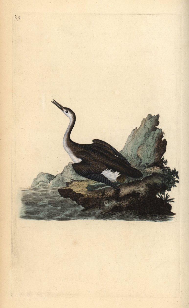 Nagyszerű északi búvár, Gavia immer. Kézi színű rézlemez, amelyet Edward Donovan rajzolt és metszett a saját Londoni „British Birds természettörténetéből” alkotó: Edward Donovan