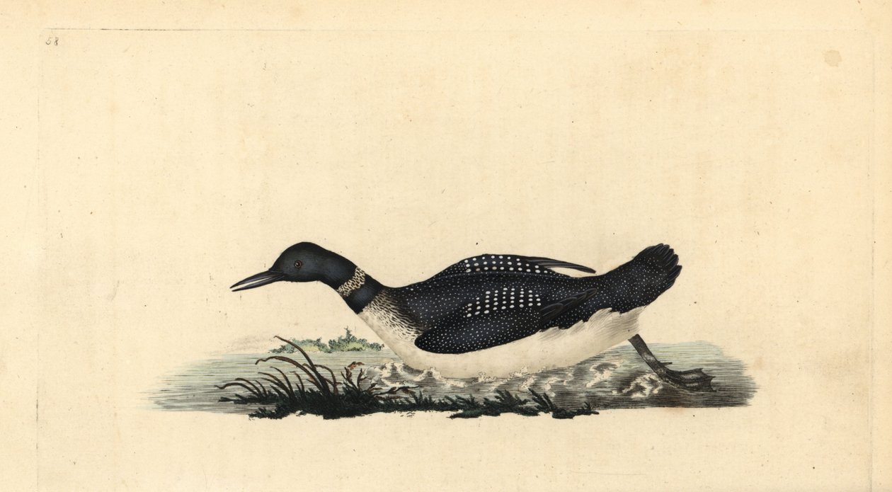 Nagyszerű északi búvár, Gavia immer. Kézi színű rézlemez, amelyet Edward Donovan rajzolt és metszett a saját Londoni „British Birds természettörténetéből” alkotó: Edward Donovan