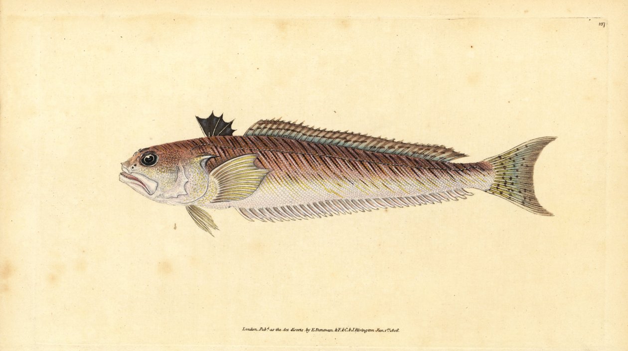 Nagy szövőszőnyeg, Trachinus draco (Nagy szövőszőnyeg vagy szúrós bika, Trachinus major). Kézi rézmetszet, rajzolta és metszette Edward Donovan a Natural History of British Fishes című művéből, Donovan and F.C. and J. Rivington, London. alkotó: Edward Donovan