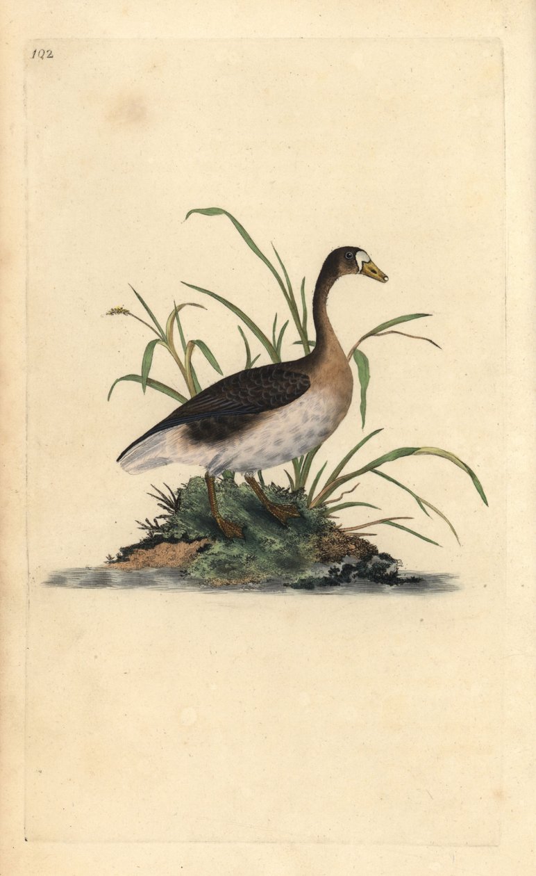 Nagy liba, Anser albifrons. Kézi színű rézlemez, amelyet Edward Donovan rajzolt és metszett a saját Londoni „British Birds természettörténetéből” alkotó: Edward Donovan