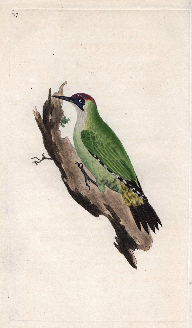 Zöld harkály. Picus viridis. Edward Donovan (1768-1837) rézmetsze, megjelent a Natural History of British Birds, Londonban alkotó: Edward Donovan