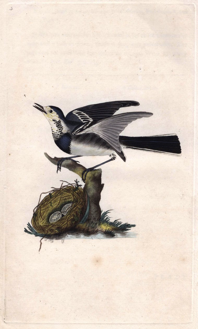 Szürke Wagtail. Motacilla alba. Edward Donovan (1768-1837) rézmetsze, megjelent a Natural History of British Birds, Londonban alkotó: Edward Donovan