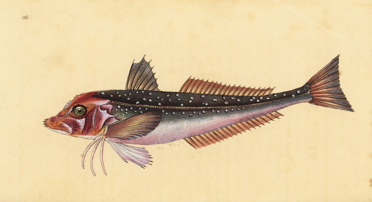 Szürke gurnard, Eutrigla gurnardus (Trigla gurnardus). Kézzel színezett rézlemez, amelyet Edward Donovan rajzolt és metszett a British Fishes, Donovan and F.C. Natural History of British Fishes című művéből. és J. Rivington, London alkotó: Edward Donovan