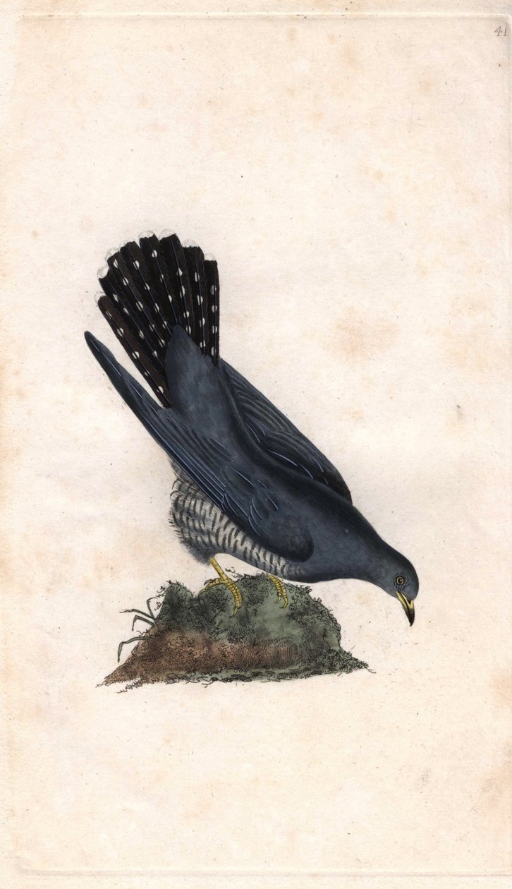 Szürke helló. Cuculus canorus. Edward Donovan (1768-1837) rézmetszete, megjelent: Histoire naturelle des oiseaux britanniques, London. alkotó: Edward Donovan