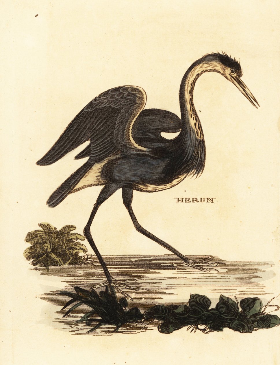 Szürke gém, Ardea cinerea alkotó: Edward Donovan