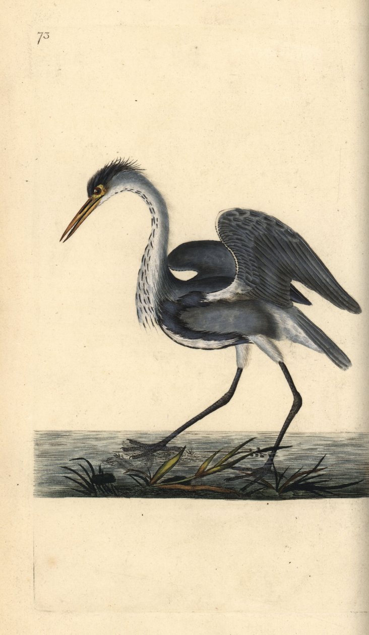 Szürke gém, Ardea cinerea. Kézi színű rézlemez, amelyet Edward Donovan rajzolt és metszett a saját Londoni „British Birds természettörténetéből” alkotó: Edward Donovan