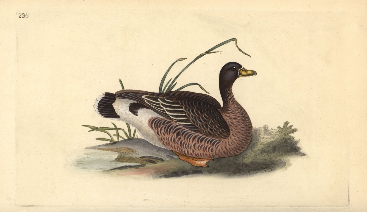 Szürke liba, Anser anser. Kézi színű rézlemez, amelyet Edward Donovan rajzolt és metszett a saját Londoni „British Birds természettörténetéből” alkotó: Edward Donovan
