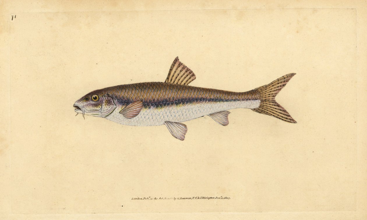 Gudgeon, Gobio gobio (Cyprinus gobio). Kézzel színezett rézlemez, amelyet Edward Donovan rajzolt és metszett a British Fishes, Donovan and F.C. Natural History of British Fishes című művéből. és J. Rivington, London alkotó: Edward Donovan