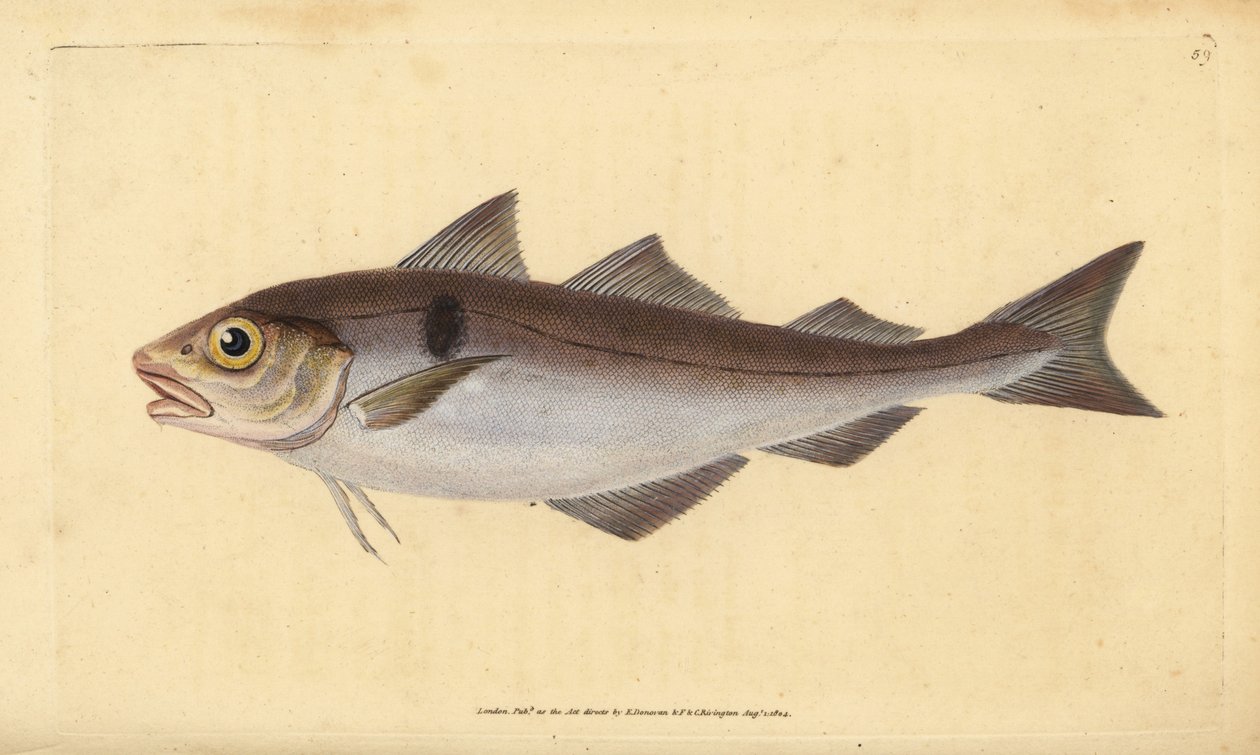 Foltos tőkehal, Melanogrammus aeglefinus (Gadus aeglefinus). Sebezhető. Kézzel színezett rézlemez, amelyet Edward Donovan rajzolt és metszett a British Fishes, Donovan and F.C. Natural History of British Fishes című művéből. és J. Rivington, London alkotó: Edward Donovan