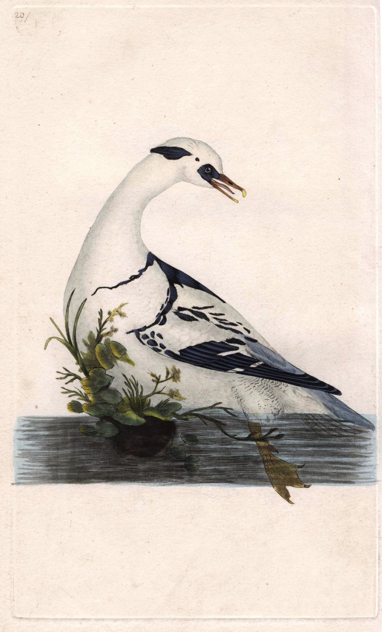 Harle gyalogok. Mergus albellus. Edward Donovan (1768-1837) rézmetsze, megjelent a Natural History of British Birds, Londonban alkotó: Edward Donovan