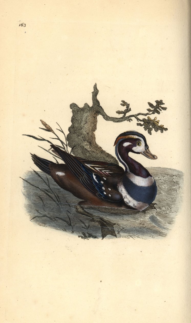 Harlekin kacsa, Histrionicus histrionicus. Kézi színű rézlemez, amelyet Edward Donovan rajzolt és metszett a saját Londoni „British Birds természettörténetéből” alkotó: Edward Donovan