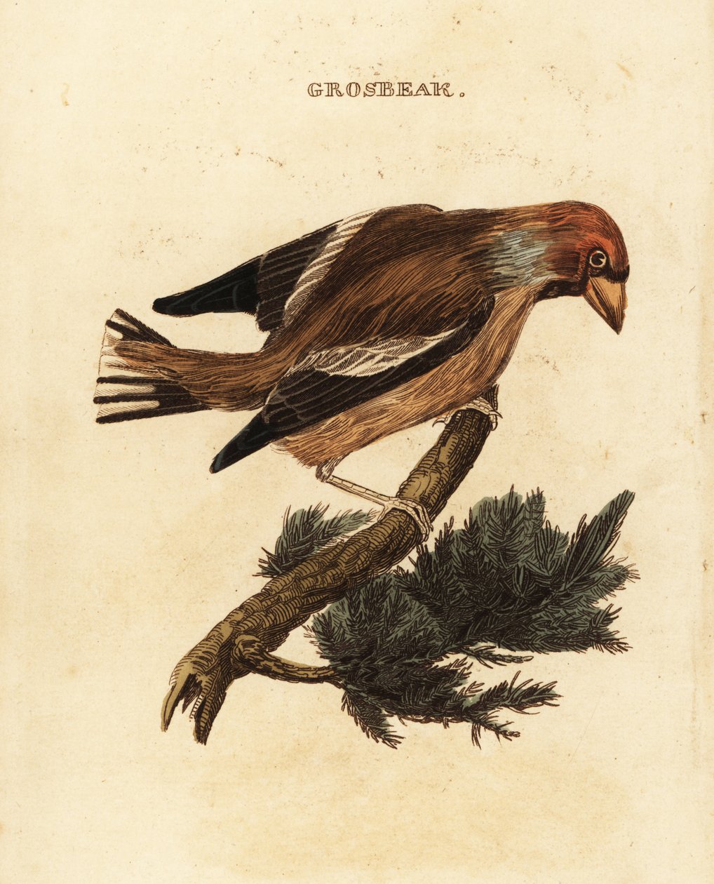 Hawfinch, Coccothraustes coccothraustes alkotó: Edward Donovan