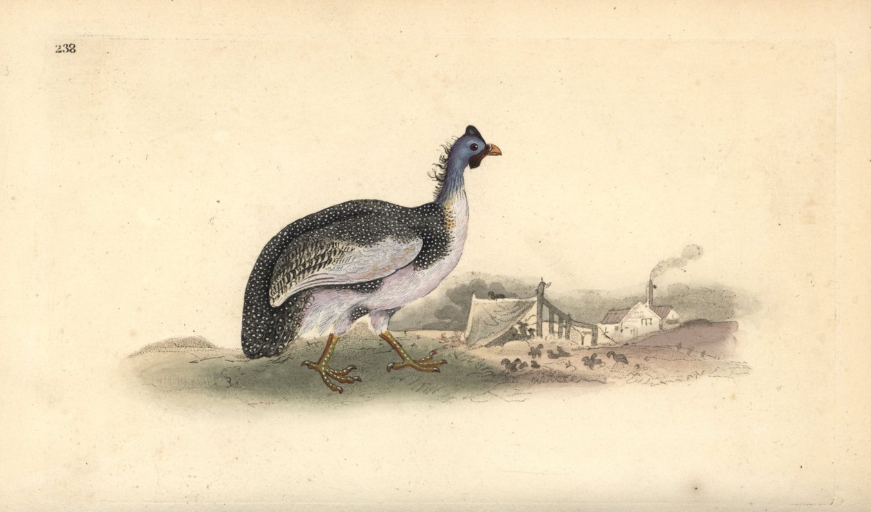 Sisakos gyöngytyúk, Numida meleagris. Kézi színű rézlemez, amelyet Edward Donovan rajzolt és metszett a saját Londoni „British Birds természettörténetéből” alkotó: Edward Donovan