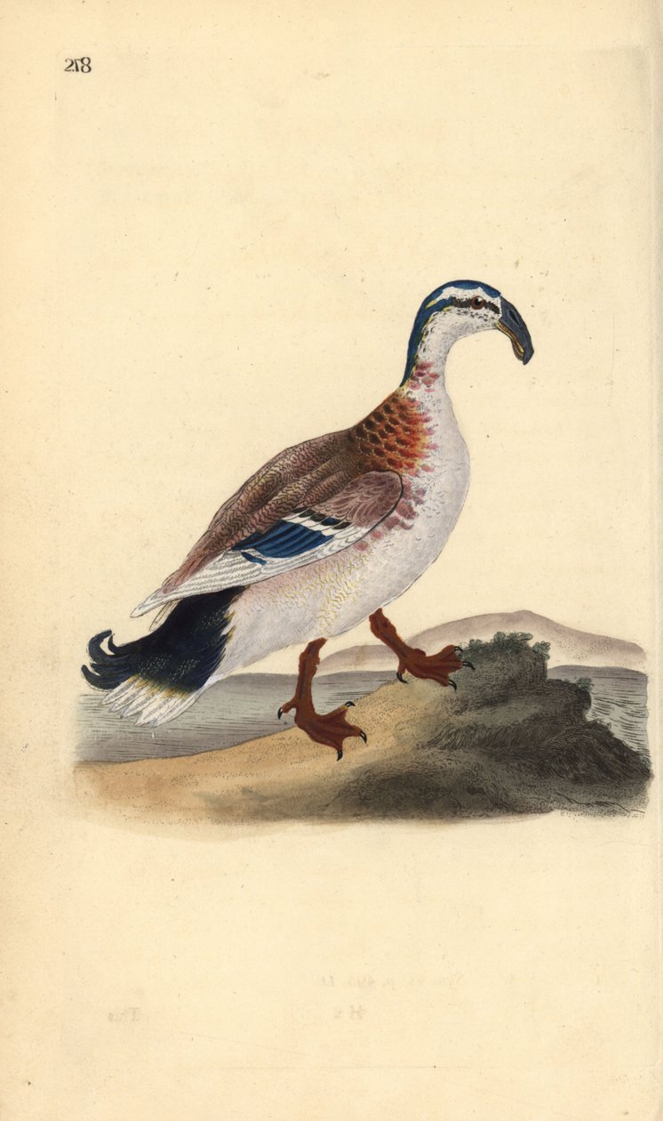 Horogcsőrű tőkés réce, Anas platyrhynchos. Kézi színű rézlemez, amelyet Edward Donovan rajzolt és metszett a saját Londoni „British Birds természettörténetéből” alkotó: Edward Donovan