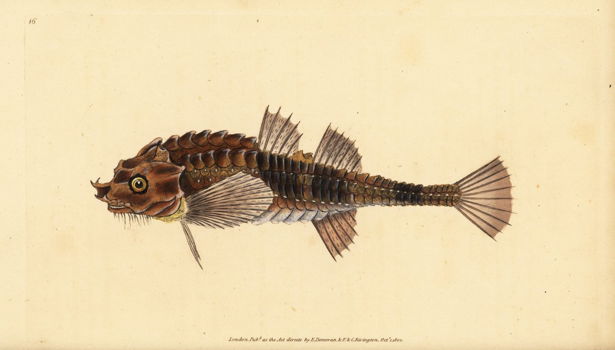 Hooknose, Agonus cataphractus (Pogge vagy fegyveres bikafej, Cottus cataphractus). Kézzel színezett rézlemez, amelyet Edward Donovan rajzolt és metszett a British Fishes, Donovan and F.C. Natural History of British Fishes című művéből. és J. Rivington, Lon alkotó: Edward Donovan