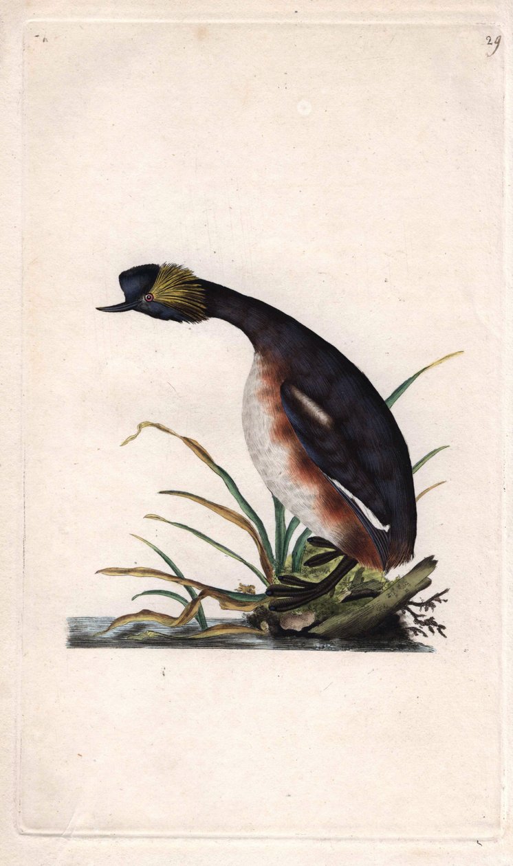 Kürtöskalász vagy füleskalász. Podiceps auritus (Colymbus auritus). Edward Donovan (1768-1837) rézmetszete, megjelent: Histoire naturelle des oiseaux britanniques, London. alkotó: Edward Donovan