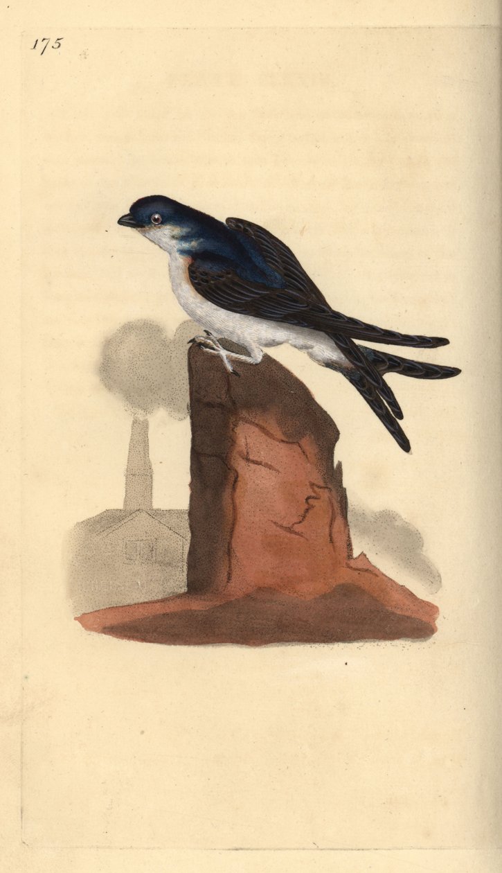 Ház martin, Delichon urbicum, egy kémény tetején ülve. Kézi színű rézlemez, amelyet Edward Donovan rajzolt és metszett a saját Londoni „British Birds természettörténetéből” alkotó: Edward Donovan