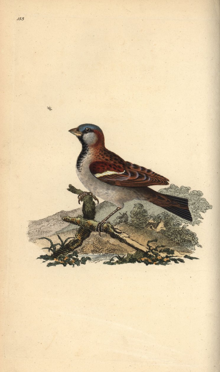 Házi veréb, Pour domesticus. Kézi színű rézlemez, amelyet Edward Donovan rajzolt és metszett a saját Londoni „British Birds természettörténetéből” alkotó: Edward Donovan