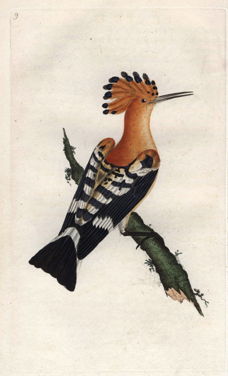 Búbos banka. Upupa epops. Edward Donovan (1768-1837) rézmetsze, megjelent a Natural History of British Birds, Londonban alkotó: Edward Donovan