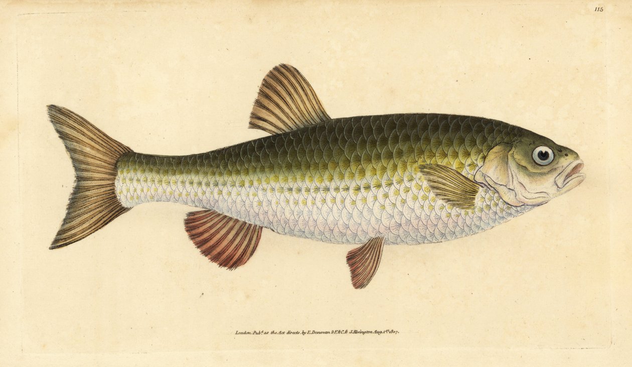 Ide, Leuciscus idus (Chub, Cyprinus jeses). Kézzel színezett rézlemez, amelyet Edward Donovan rajzolt és metszett a British Fishes, Donovan and F.C. Natural History of British Fishes című művéből. és J. Rivington, London alkotó: Edward Donovan