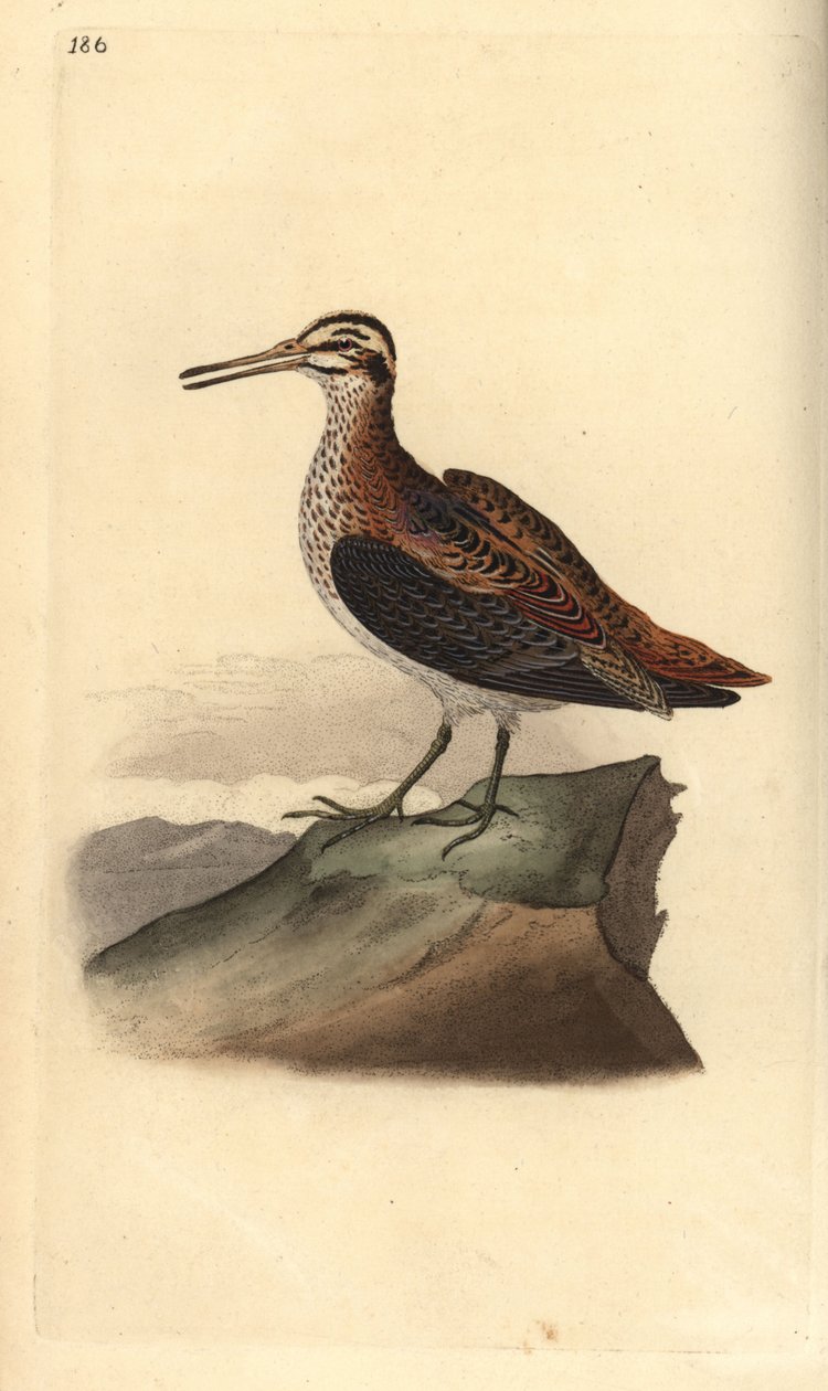 Jack snipe, Lymnocrypts minimus. Kézi színű rézlemez, amelyet Edward Donovan rajzolt és metszett a saját Londoni „British Birds természettörténetéből” alkotó: Edward Donovan